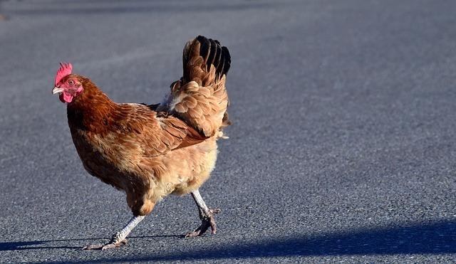 Learn about chicken road nederland
