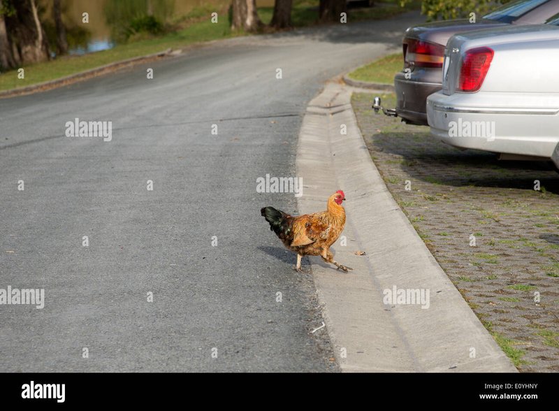 Chicken road demo în Romania
