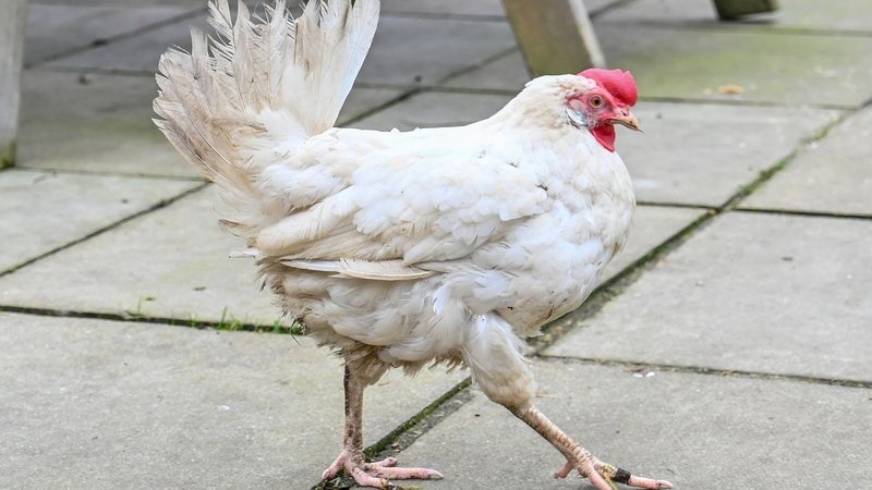 Best chicken road gokkast in Netherlands